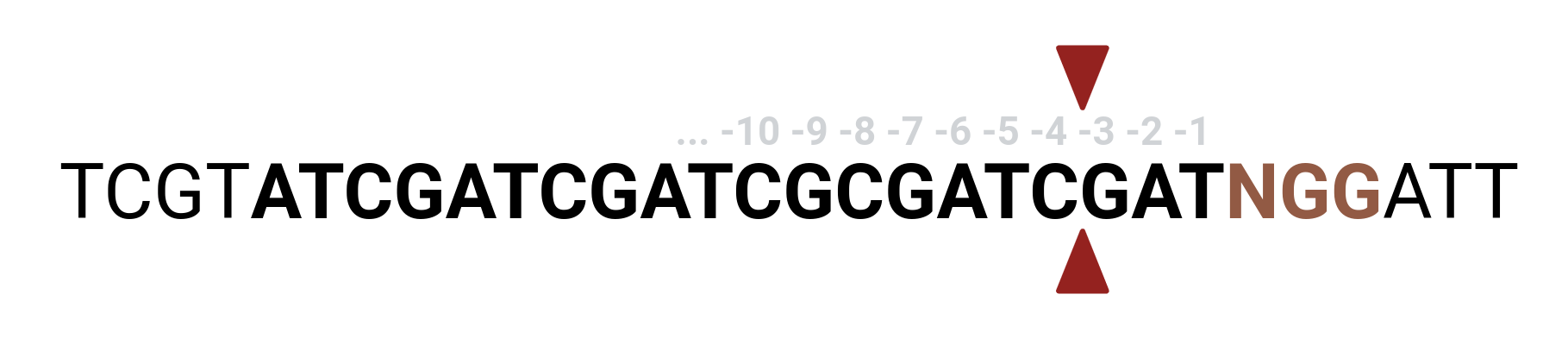 NGG cleavage geometry